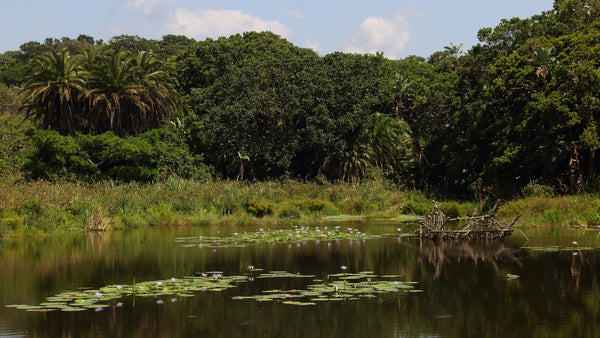 Kenneth Stainbank Trail Run